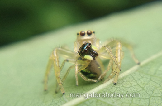 Jumping spider study